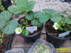 ������ֲ�辰��ݮ ��ݮ���Լ���Ҫ��