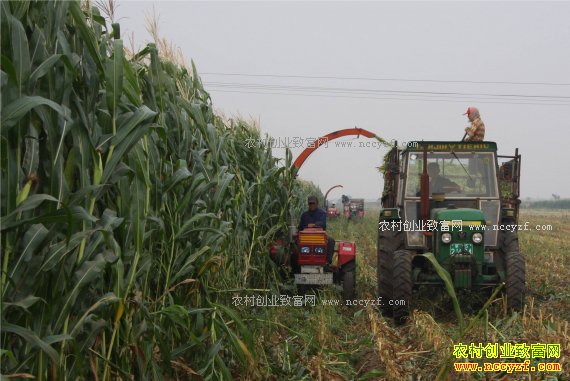 2016���׼۸����ԡ����� ��ֲ���������ѣ�2017���������������