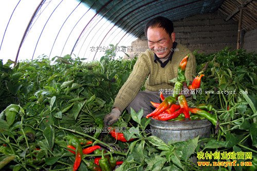 �������߲˲��ܶ�׬Ǯ