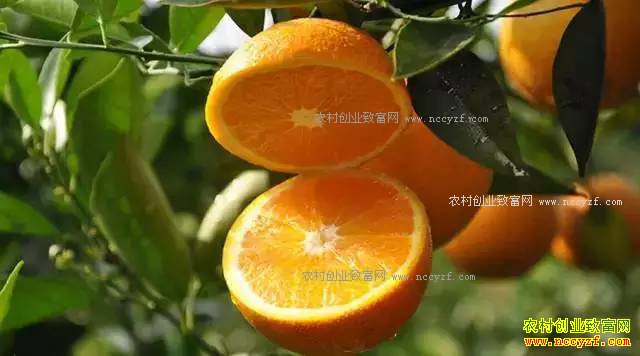 2016��ˮ���۸�������� 2017��ˮ���۸��������