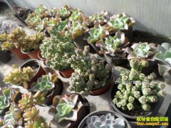 2017���ֶ���׬Ǯ�� ����۸񱩵� ������ֲ����ʱ���ս�