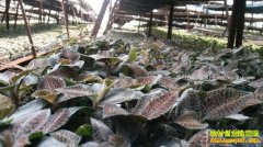 2017����ֲ������׬Ǯ�� ��������ֲ�ɱ���Ч�����