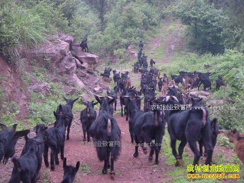 ��ֳ�߽���׬Ǯ��2017��߽�����ֳЧ�����г�ǰ������