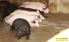 �����̷᣺��������Ч���ÿͷ����׬2000Ԫ