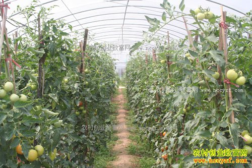 ���������أ���ֲ�����߲˳�ũ����ƶ�¸�����Ŀ