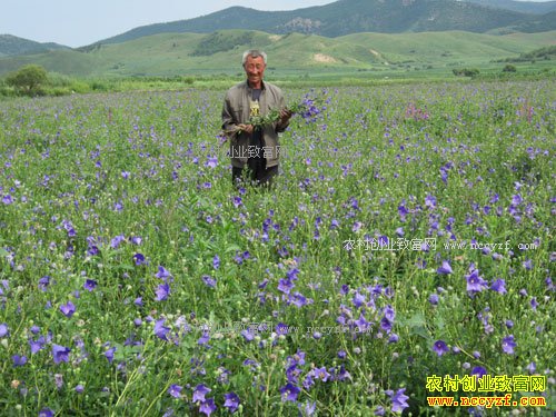 2017����ֲʲô��ҩ����׬Ǯ-�۹���ֲ