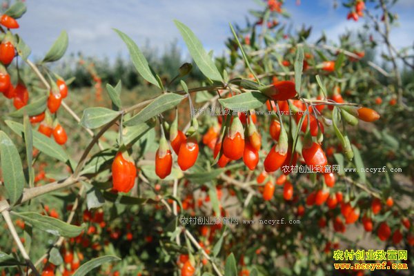 2017����ֲʲô��ҩ����׬Ǯ-�����ֲ