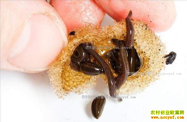 2017����ֲʲô��ҩ����׬Ǯ-ˮ����ֳ