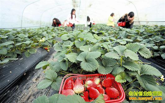 ����ʮ�ߣ������ݮ��ժ԰��ũ����ƶ�¸�����Ŀ