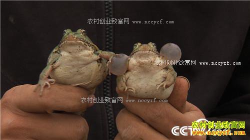 ˫��̥���ܼ��ӡ������˷���ս(20170104)