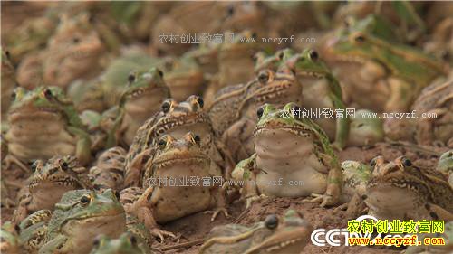 ˫��̥���ܼ��ӡ������˷���ս(20170104)