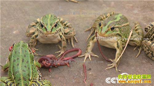 ˫��̥���ܼ��ӡ������˷���ս(20170104)