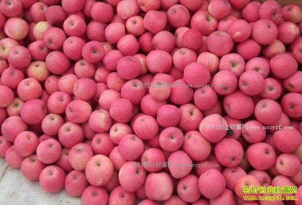 2017��ƻ���۸�����Ԥ�⣺ƻ�������Դ�����