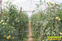 ���������أ���ֲ�����߲˳�ũ����ƶ�¸�����Ŀ