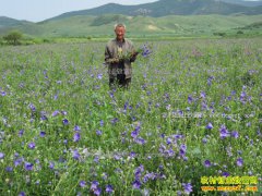 ������ҩ��׬Ǯ�� 2017����ֲʲô��ҩ����׬Ǯ