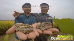 [�¸���]��������˫��̥�̳ɲ̿�������ʵ�ֲƸ�����