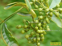 ������ˮԪ����������ɫʳƷ��֤