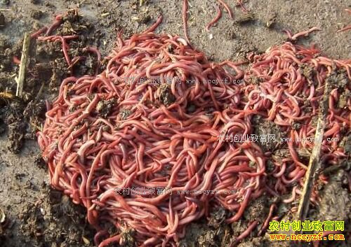 ����������ţ�������Ч���