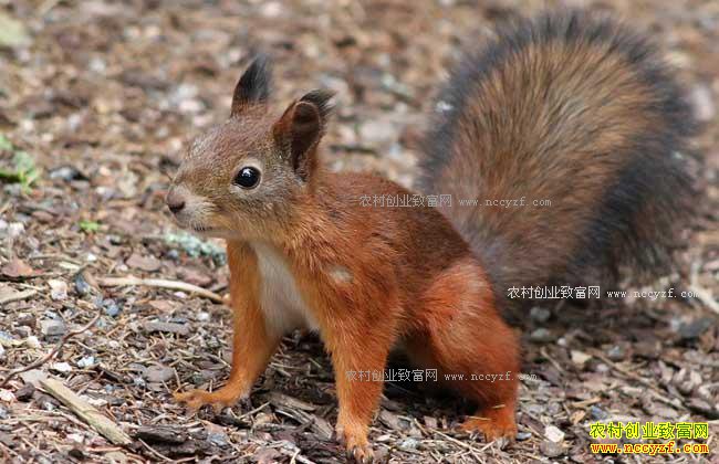 松鼠好养吗 怎样养松鼠 松鼠养殖技术大全