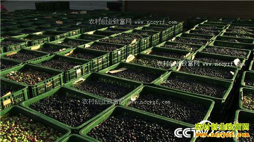 �ѳԹ��� ������ǧ��(20170105)