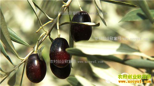 �¸������ѳԹ��� ������ǧ�� 1��5��