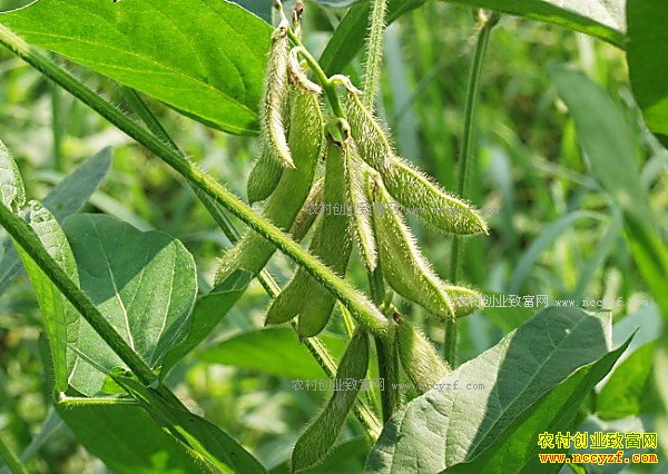 2017�󶹼۸�Ԥ�⼰ǰ������ 2017�겻�����׸��ִ�׬Ǯ�� 