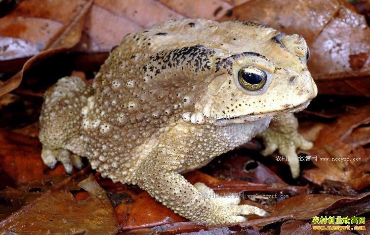 ��ֳ�������Խ������������˹���ֳ����