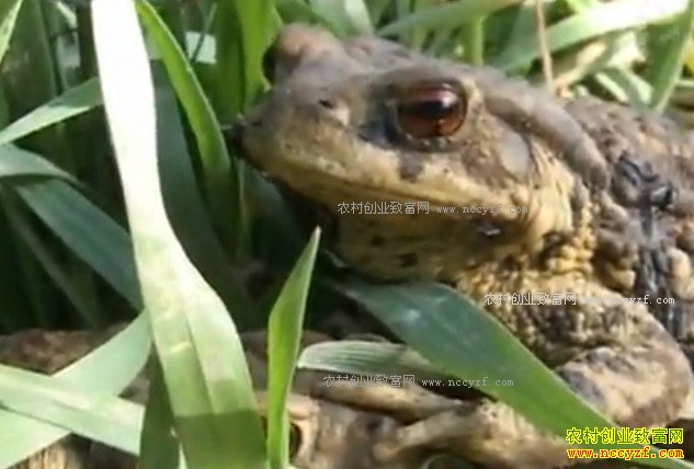 [ũ�����]��ܵ���ֳ��ӹ�������Ƶ