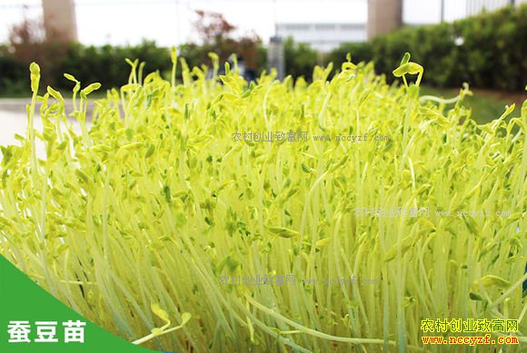 [ũ�����]ѿ��˸߲���Ч���༼����Ƶ