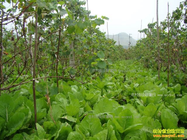 ���������ź����Ѽ�����ֲ�ʵ۲�Ķ��ֵ��5000Ԫ