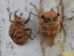 [ũ�����]������˹���ֳ������Ƶ