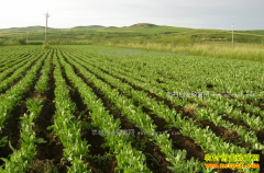 ������ҩ����������������ƭ