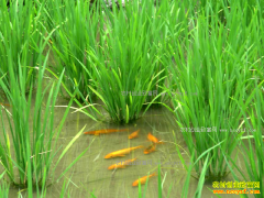 [ũ�����]���ϳ�Ϫ�ص�������Ч���