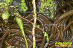 2017��������׬Ǯ�� ������ֳ�ɱ����������