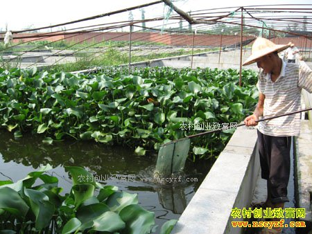 2017��������׬Ǯ�� ������ֳ�ɱ����������