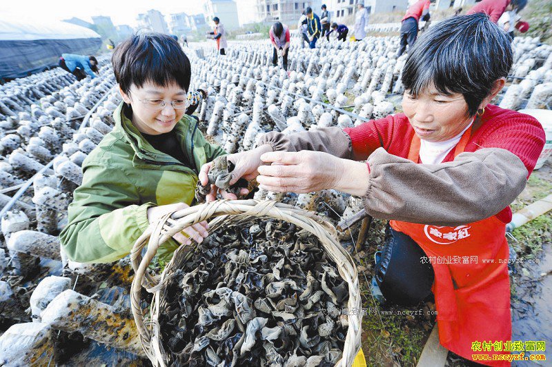 ����۶������ֲ��ľ����ũ���¸�����Ŀ