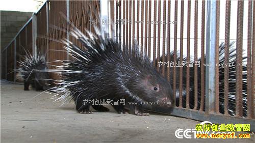 [�¸���]������¡��СӢ��ֳ��������200��