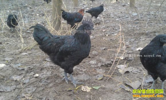 �¸��ð���������ʮ���������Է��������ڼ���׬40��