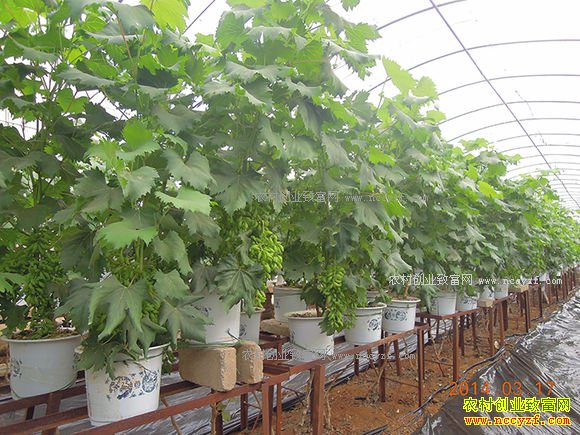 ɽ��ƽ�Ƚ�����ֲ�辰����ÿĶ����50��Ԫ