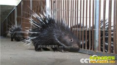 [�¸���]������¡��СӢ��ֳ��������200��