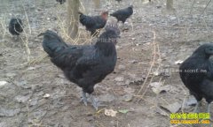 �¸��ð���������ʮ����������ֳ���ڼ���׬40��