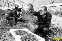 �㽭����Ҷ������ֲ��ҩ����Ҷ��Ч���