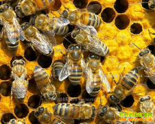 �㽭�������������鹦�����۷���ũ�¸�