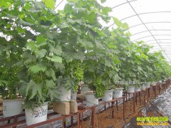 ɽ��ƽ�Ƚ�����ֲ�辰����ÿĶ����50��Ԫ