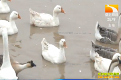 �¸��ð�������ֳ��׶�һֻ��׬��ʮԪ