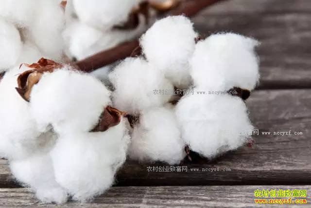 2017�����ס��󶹡��޻�����֬����Ҫũ����۸�Ԥ��