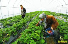 �㽭���˺�����������ֲ��ݮ��������Ч���