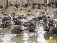 �����������븻��ֳ��ͷҰѼ���ֵ����Ԫ