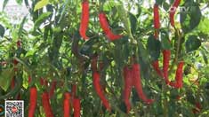 [�Ƽ�Է]�����γǹ˿˷�����ˮ��������