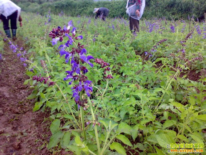 2017����ֲ����׬Ǯ�� ������ֲ�ɱ���Ч�����